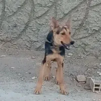 سگ ژرمن گرگی