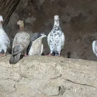 کفتر هفت رنگ|پرنده|ضیاء آباد, |دیوار