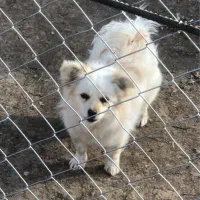 پامر اشپیتز