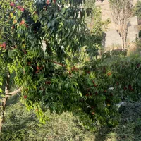 باغ 700 متری سنددار در روستای ییلاقی اندرخ/معاوضه|فروش زمین و ملک کلنگی|مشهد, نوید (بلوار کشاورز)|دیوار