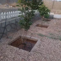 فروش باغچه زیبا و بکر|فروش زمین و ملک کلنگی|شیراز, حومه شیراز|دیوار