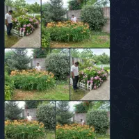 باغبانی ،درخت کاری هرس حرفه ای|خدمات باغبانی و درختکاری|لاهیجان, کوی استادان|دیوار