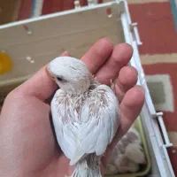 ۴ عدد طوطی کوتوله برزیلی