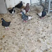 شهری یال  چپ|پرنده|شیراز, بید زرد|دیوار