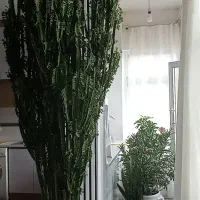 کاکتوس افوربیا سه متری|گل و گیاه طبیعی|خسروشاه, |دیوار