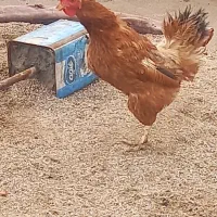 مرغ رسمی تخم گذار|حیوانات مزرعه|یزد, |دیوار