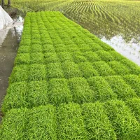 بانک نشا، توم،شالی،خزانه برنج هاشمی گرم اصلاح شده