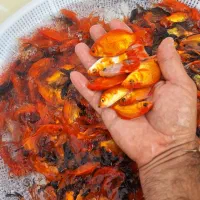 ماهی قرمز حدود ۳ بند|ماهی|سنگر, |دیوار