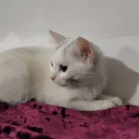 توله گربه خوشگل