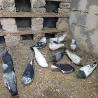 فروش 10عدد کوبه‌ای پرشی ساعت بالا