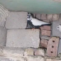 کبوتر بوینی گولی فیلی مایا پاپر|پرنده|لاهیجان, انقلاب|دیوار