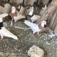 کفتر طوقی|پرنده|تهران, شوش|دیوار