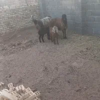 گوسفند خوب