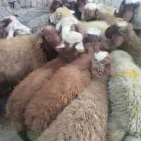 گوسفند بره نر داشتی