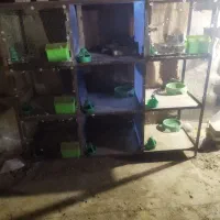 قفس در لوازم جانبی حیوانات