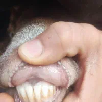 2عدد میش جوون|حیوانات مزرعه|چناران, |دیوار