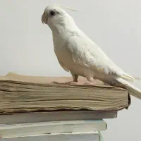 عروس هلندی نر آلبینو