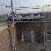 کبوتر|پرنده|نیمروز, |دیوار