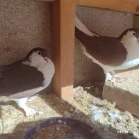 چهار جفت کبوتر|پرنده|صدرا-فارس, فاز ۱|دیوار