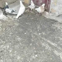 سلام چهارتاکبوترخوب|پرنده|همدان, |دیوار