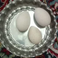 تخم بوقلمون نطفه دار تازه