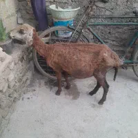 گوسفند|حیوانات مزرعه|خان ببین, |دیوار
