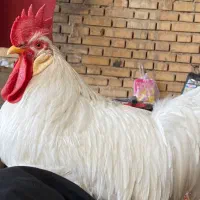 خروس