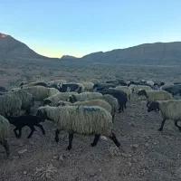 فروش 100راس میش سوز ملحه