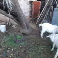 بزسانن ۶ماهه