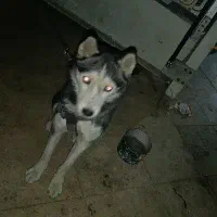 هاسکی اصیل مو کوتاه|سگ|لواسان, |دیوار