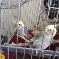 عروس‌هلندی‌