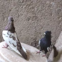 جفت سینه ای با یک جوجه تو چالی