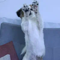 سگ نر|سگ|بیرجند, |دیوار