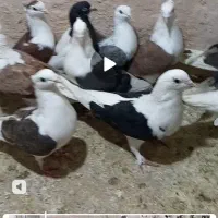 پشت دار