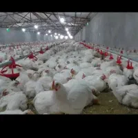 انبار مرغ زنده رحیم محمدزاده شعبه شرافت