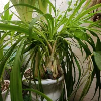 قلمه گل سوسن