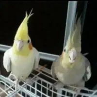 عروس هلندی مولد