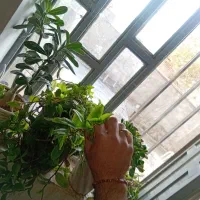 گل های قشنگ و سالم|گل و گیاه طبیعی|کوهدشت, |دیوار