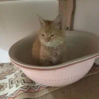 گمشده|حیوانات|بیرجند, |دیوار