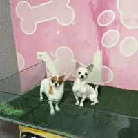 شیواوا اپل هد