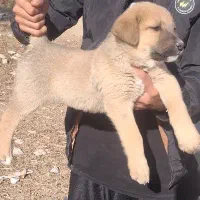 سگ سرابی اصیل|سگ|بیستون, |دیوار