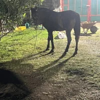 اسب سال ۹جنگی