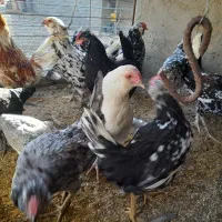 تخم مرغ نطفه دار گلین+خروس|حیوانات مزرعه|سیرجان, |دیوار