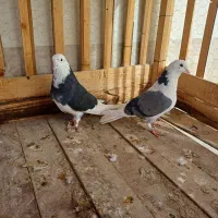 چند جفت کفتر ۸ ۹ ساعته