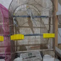 عروس هلندی جفت مولد|پرنده|ساوه, |دیوار