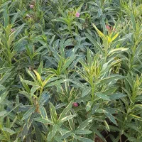 خرزهره سطل 7