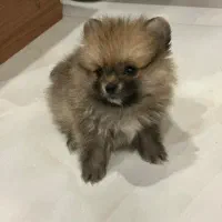 پامر عروسکی