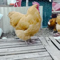 تخم نطفه دار و جوجه نژاد اورپینگتون بوف موجود