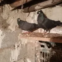 یک جفت کبوتر