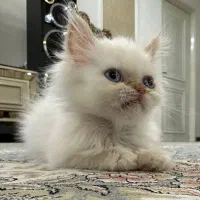 گربه  پرشین خالص/ شرایط استثنایی/